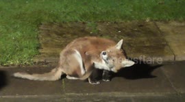Fox With An Itch