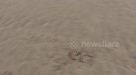 Do horses like Water?