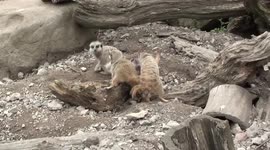 meerkats