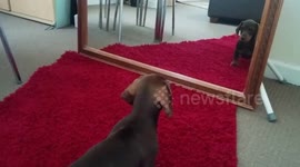 Puppy meets his reflection in a mirror for the first time