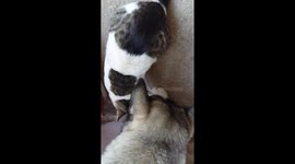 Pet husky dog licks wound on cat's head