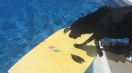 Having a bad day? Watch this dog, she will make you smile!