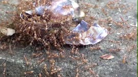 ants