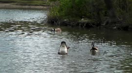 Geese Diving & Babies