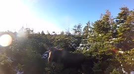 Man releases a moose from a coyote snare