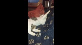 Cat sleeping and hugs the couch. Dreaming that hug a female cat?