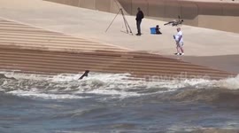 Dogs narrow escape