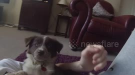 Cute puppy unsure what GoPro is