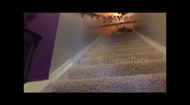 Tonka the English Bulldog flying down the steps