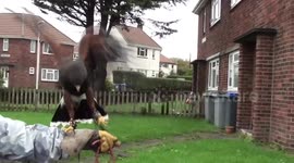 Golden Eagle