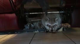 Never let raccoons nest in your sofa
