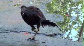 2 dogs 1 bird (with a broken leg)