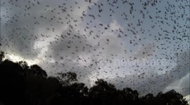 Thousands of Fruit Bats