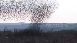 Beautiful flock of starlings at sunset