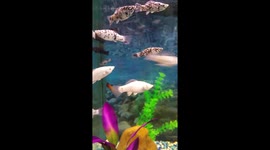 Beautiful Tropical Fish