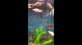 Tropical Fish World