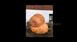 Smashing pumpkins - Man launches giant pumpkin off roof to smash even larger one