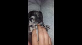 Man tickles new-born husky puppy