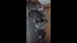 Newborn puppies start to stand up and play