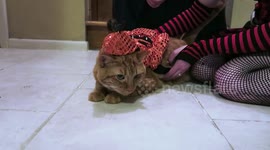 Cat Tolerates Halloween Costume