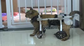 Girl equips disabled cat with wheelchair