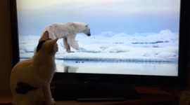 Kitten amazed by polar bear in David Attenborough TV show