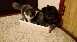 Two cats fight for a place in a shoe box
