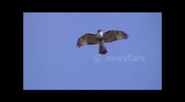 Red-tailed hawks performing aerial acrobatics
