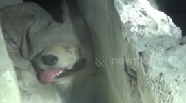 Firefighters save pregnant stray dog trapped in fountain pit