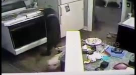 Dog almost sets house on fire