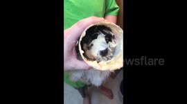 Puppy gets its head completely stuck in Miracle Whip spread jar