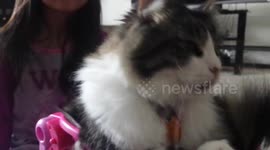 This cat is extremely tolerant!