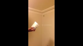 To catch a spider (fail)