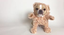 Chloe The Mini Frenchie Dancing as a Teddy Bear