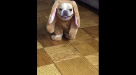 Rabbit Heart Chloe The Mini Frenchie