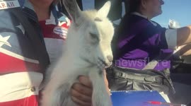 Baby pygmy goat reunited with mum after being stolen from petting zoo