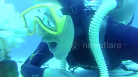 How to get you teeth cleaned underwater by shrimp