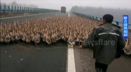 1,300 geese block motorway in China