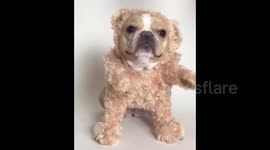 Mini French Bulldog dresses up and dances to hip hop