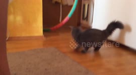 Cat is scared of carpet – jumps high!