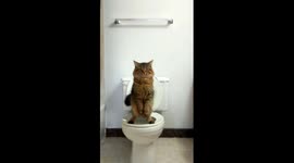 The cat that uses human toilets... while standing on two legs