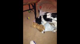 Cute baby spaniel playing