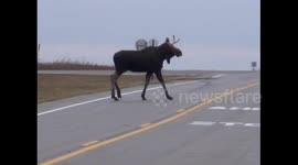 Moose Crossing