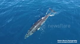 Rare surface encounter with a Minke Whale