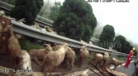 Hundred goats on the loose after truck turns over on highway