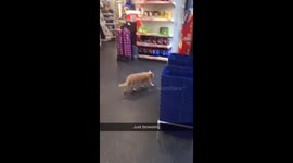 Cat 'sets up residence' in London Sainsbury's