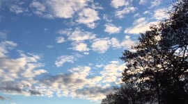 Thousands of migrating Canadian geese in the sky at sunset