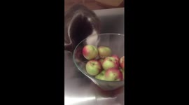 Plomps the Cat Loves Apples