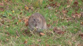 Chasewater Rat