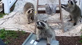 Confident raccoons cause mischief for painter